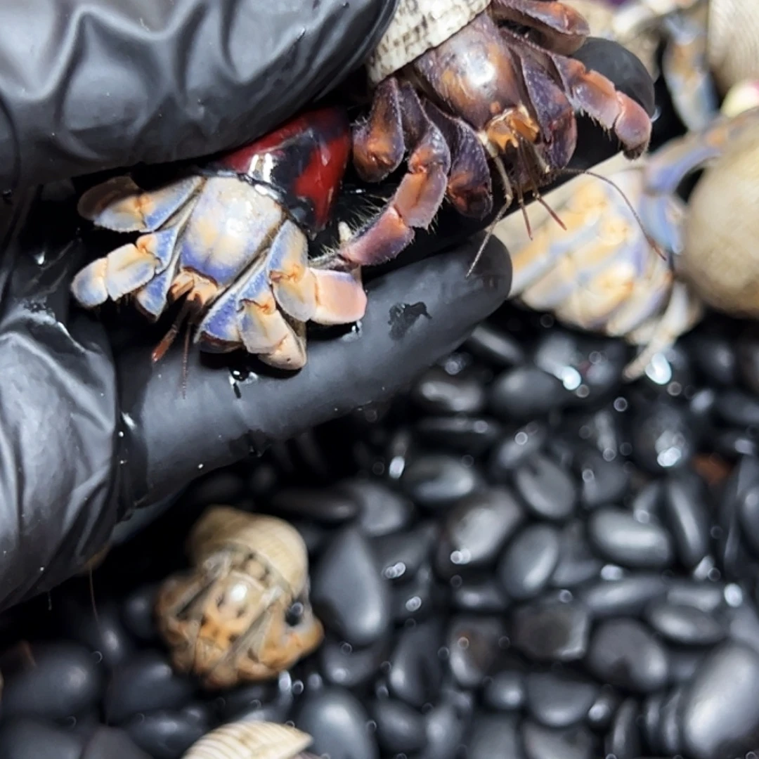 小猪专拍两颗108➕88