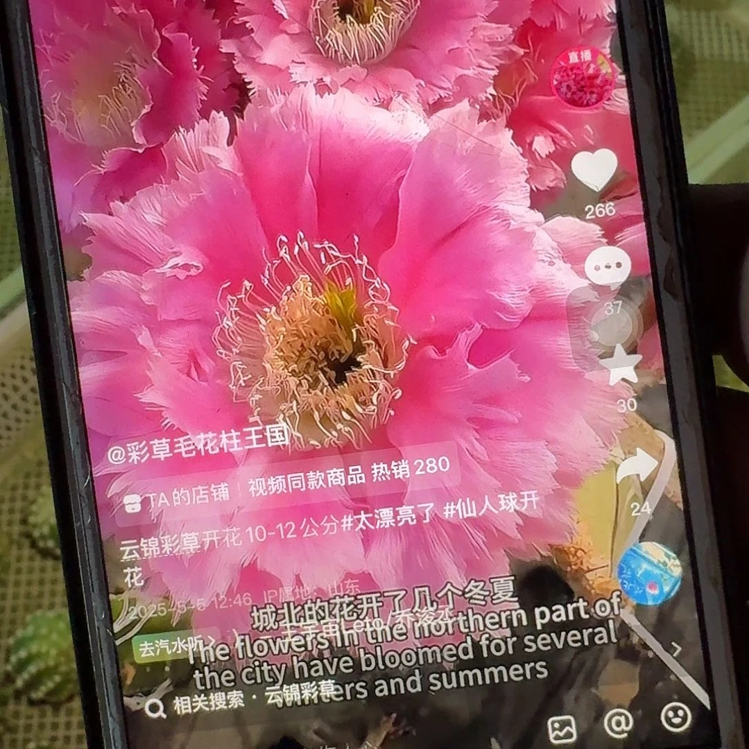 云锦侧芽4公分彩草