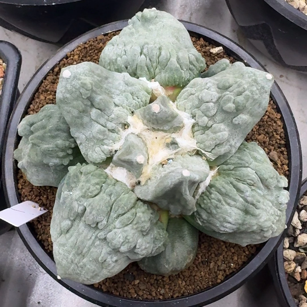 自根大型白皮怒涛仙人球