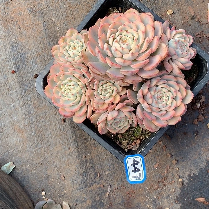 447锦 一物一拍多肉