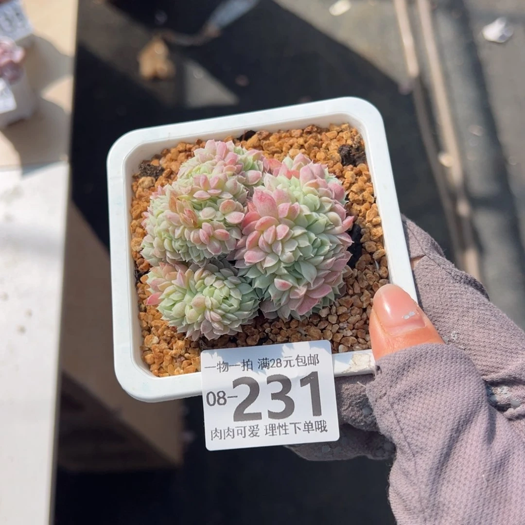 羊脂球缀化多肉多肉多肉