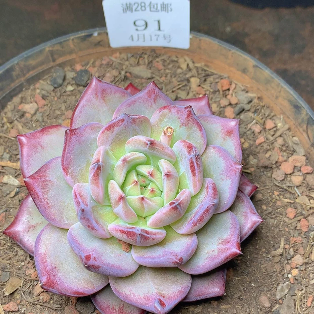 【闪购商品】云91号夜魔侠