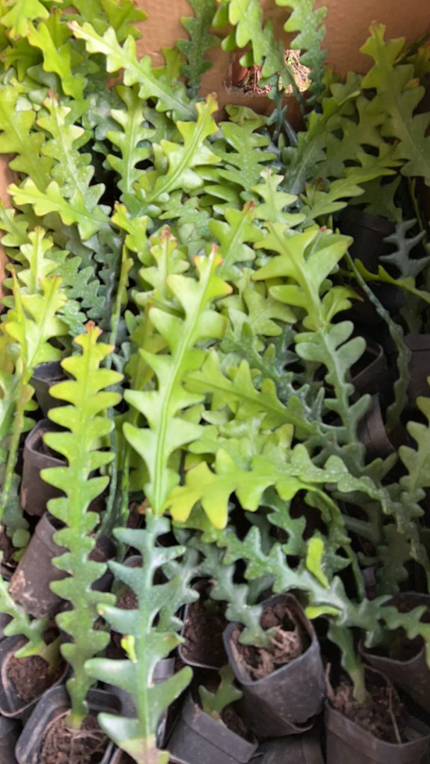 鱼骨令箭，开花植物