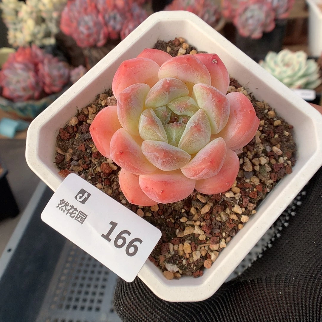 166糖心母本多肉植物56666