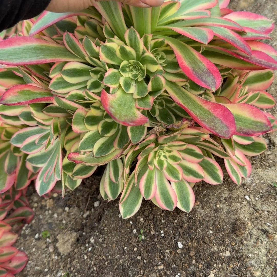 300女巫。多肉植物