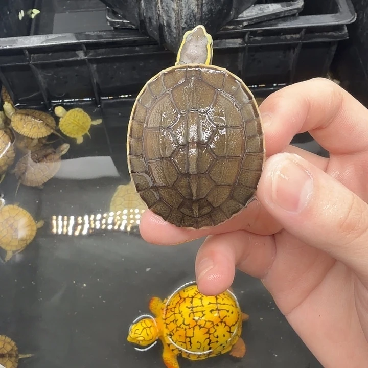 宠物龟不分公母安布