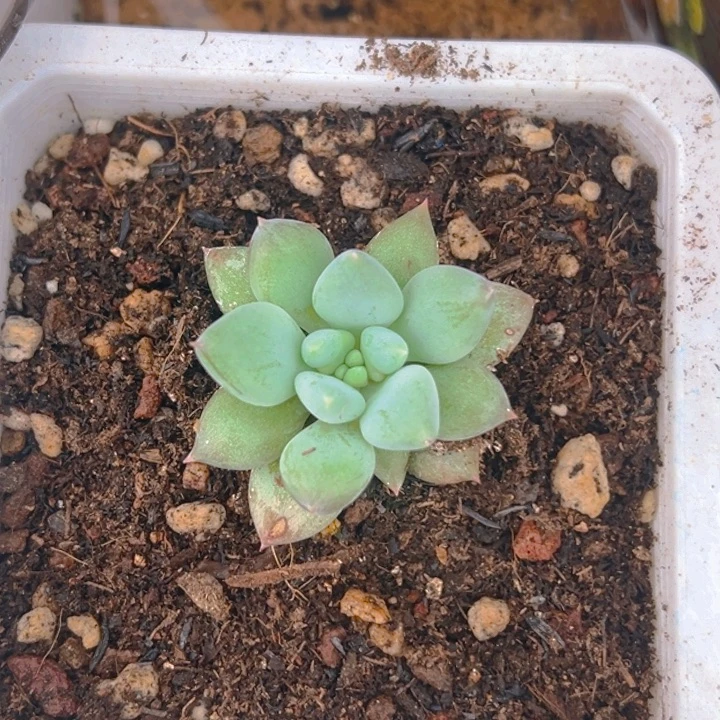 鲤***）鲤鱼 人鱼公主 寄养