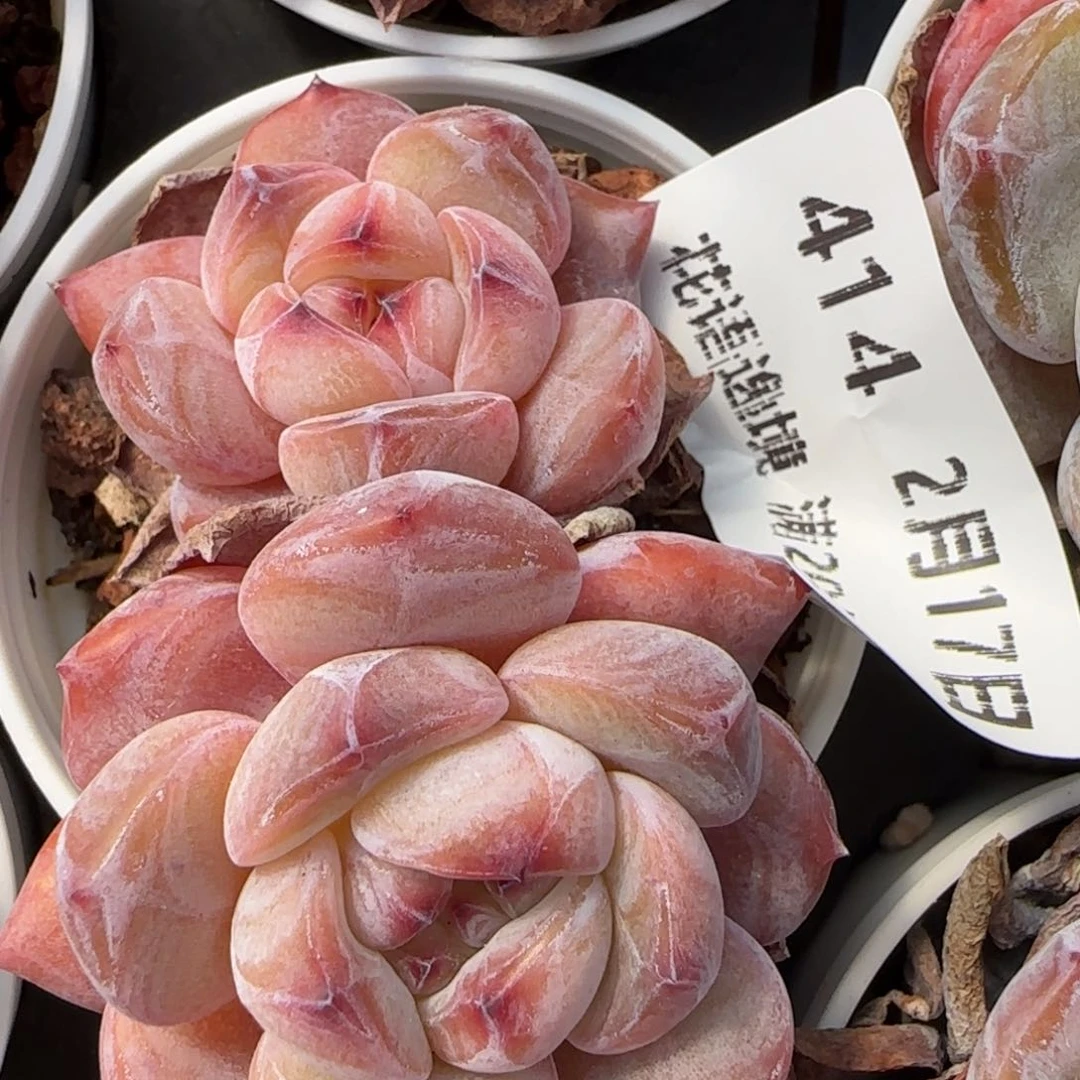 花语逸境0217-414