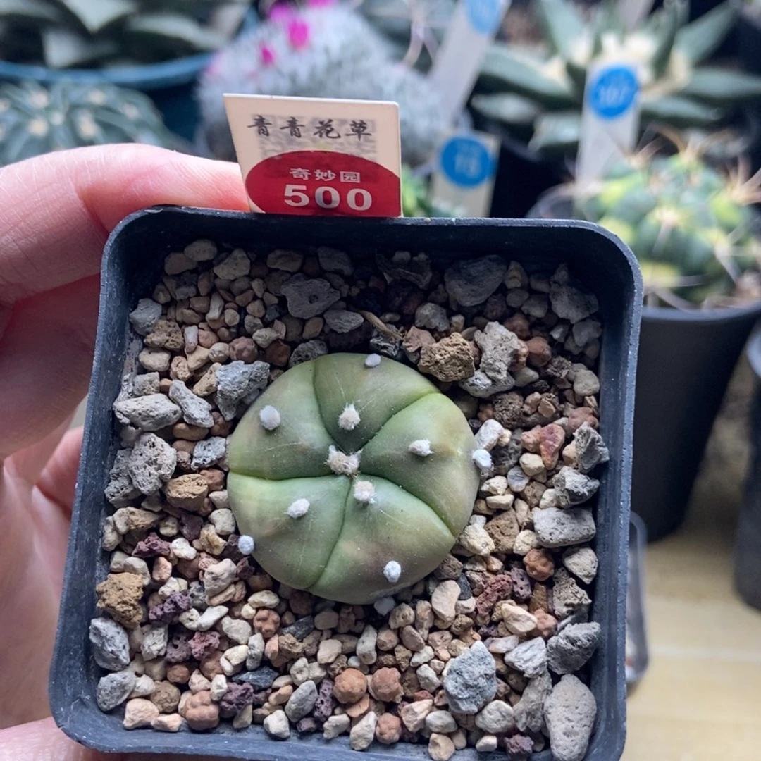 实生五棱螺旋指纹兜锦一颗