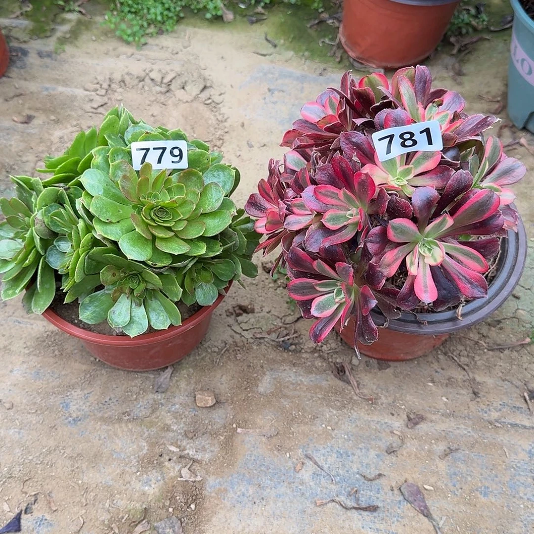 有断枝2个781号779号