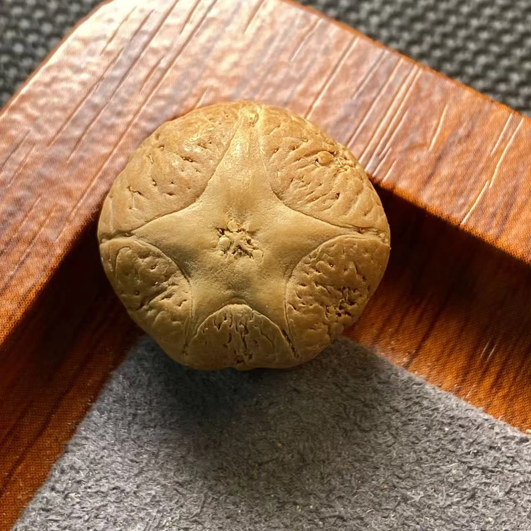 【五星上将】20mm尼泊尔五星上将单颗(派大星款）确认打孔后不退换