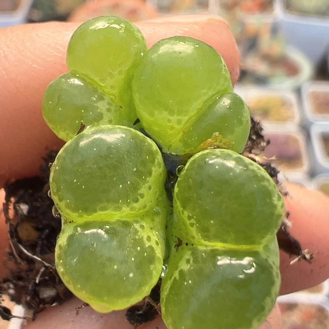 96多肉植物百科知识