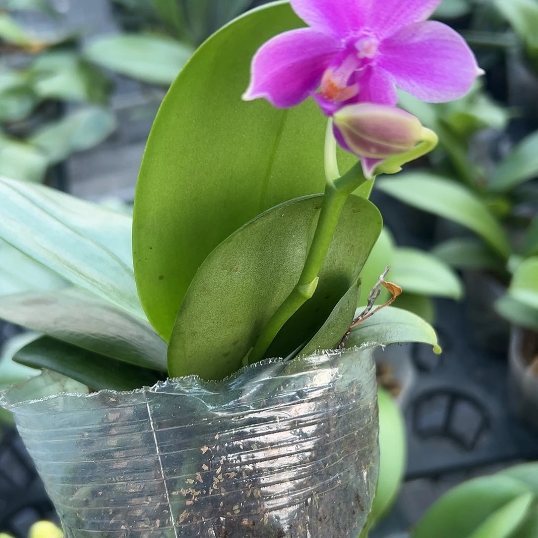 完全开放香奈尔3.0双梗带花