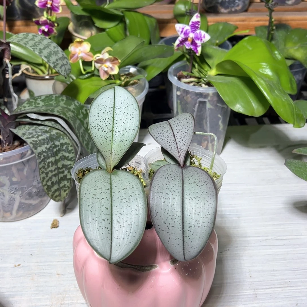 惠***姐当前无花栽培后可以开花2颗超银西