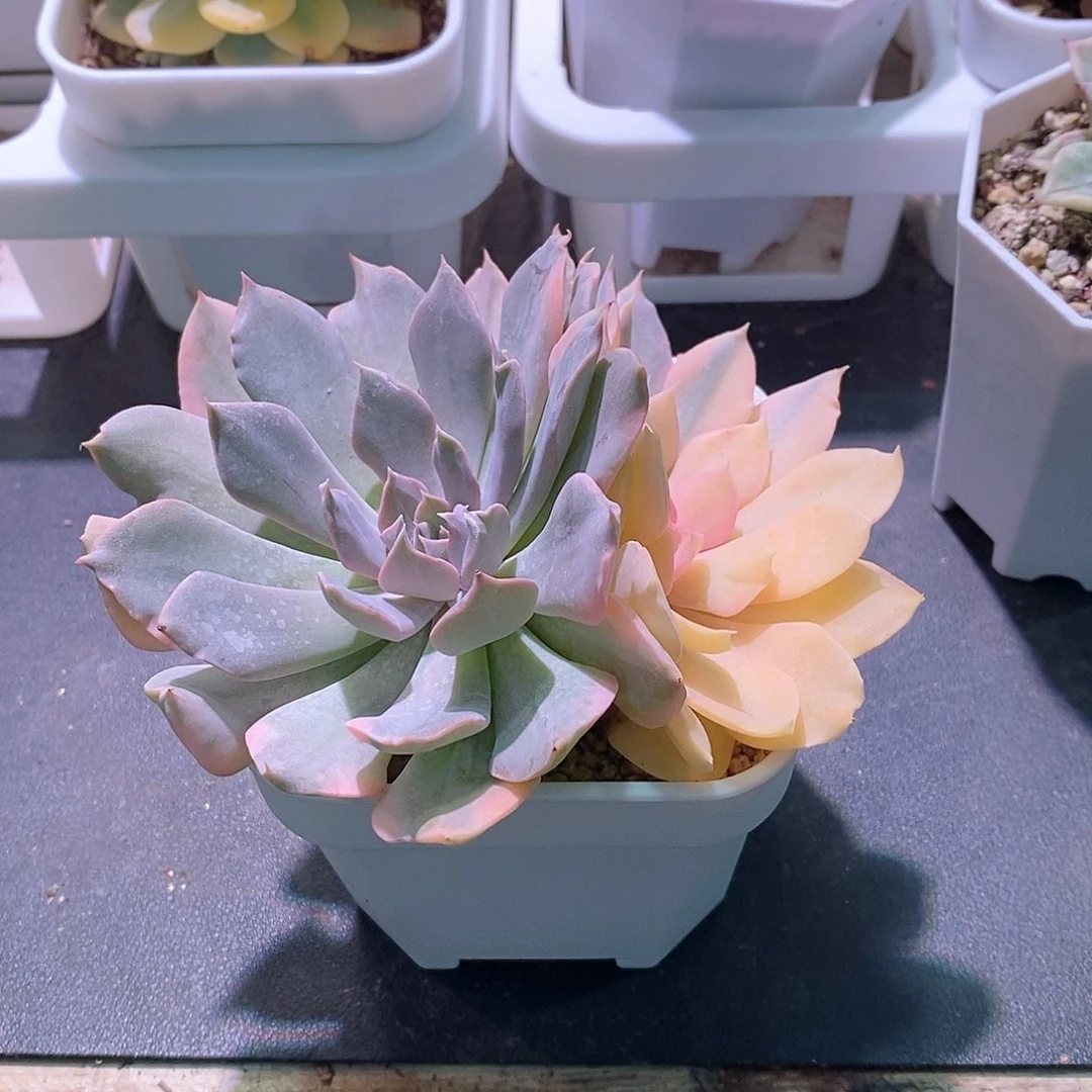 利比里亚锦多肉植物老桩
