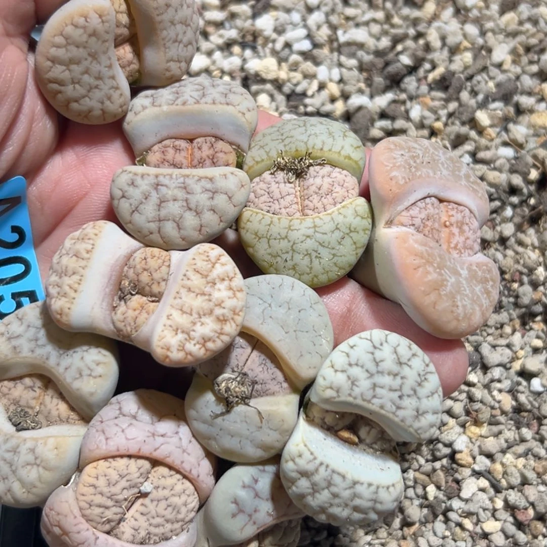 指***沙2052荒混10专拍专拍专拍