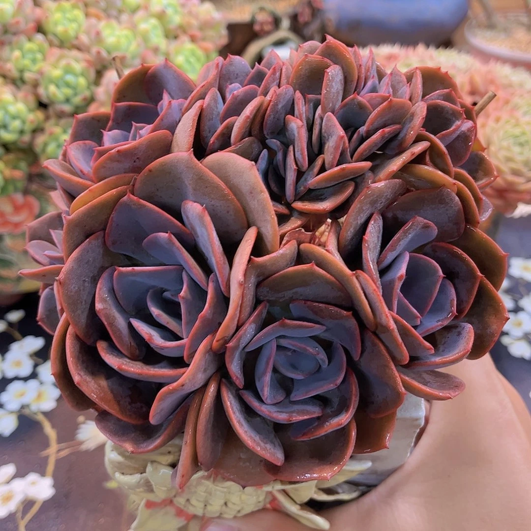 尘埃玫瑰小树缀多肉
