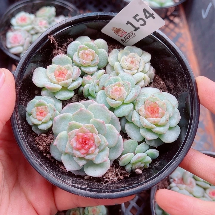 多肉植物多肉植物