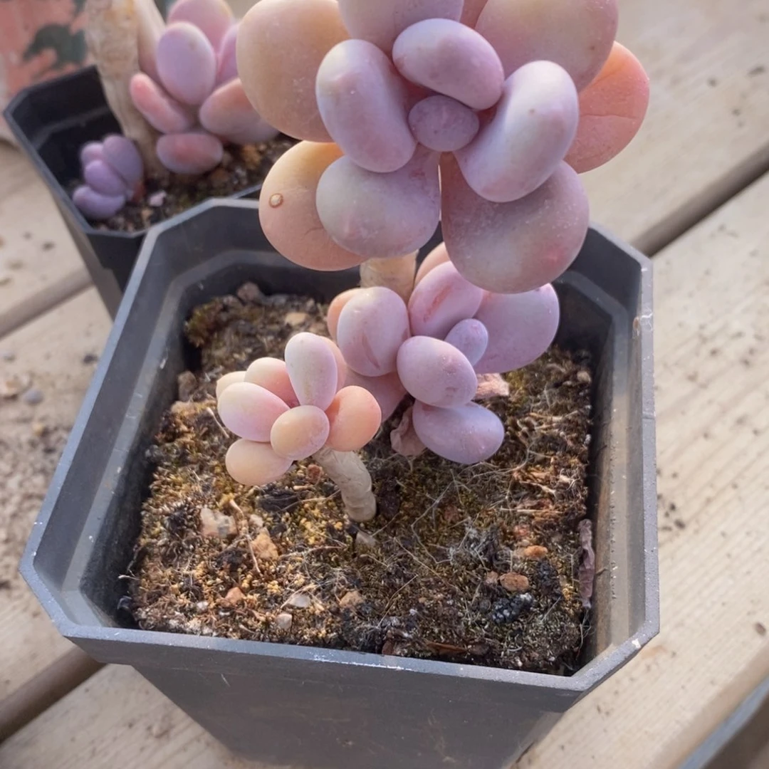 可问主播品种，下滑链接更多品种多肉选择