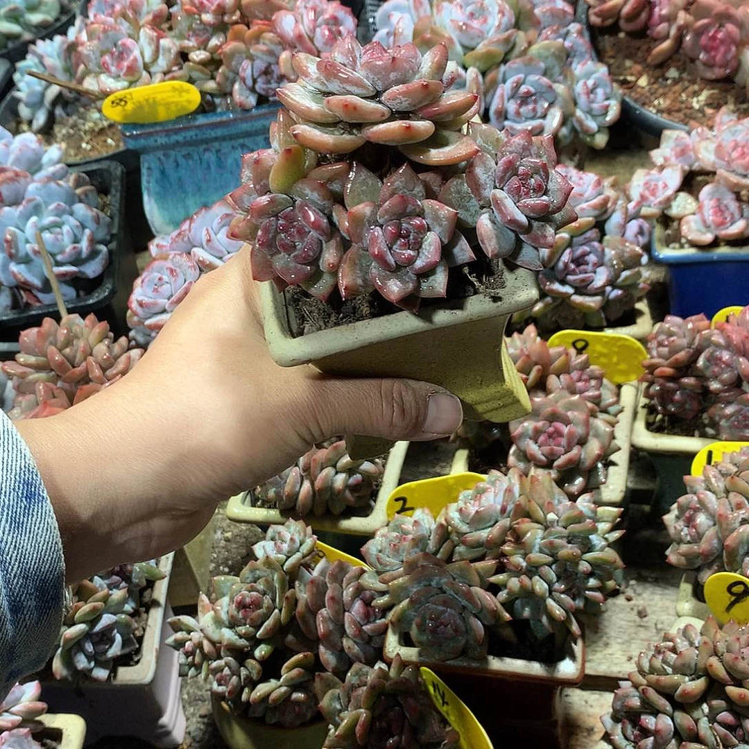 哈哈哈哈哈哈哈哈19