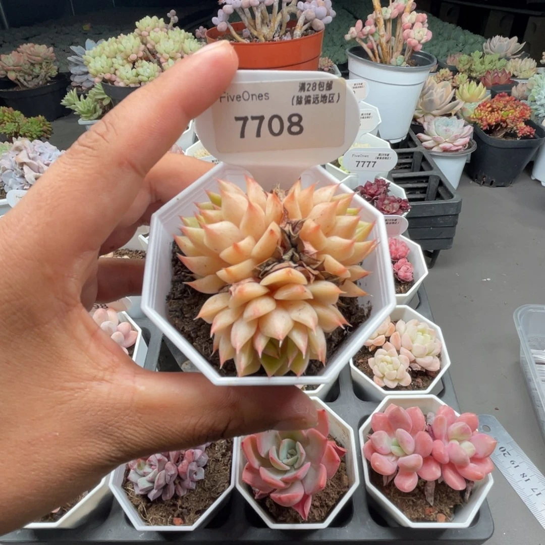 7708苯巴蒂斯4.5厘米