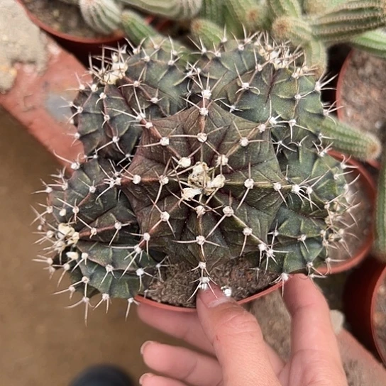 梅*酒实生肋骨46678788