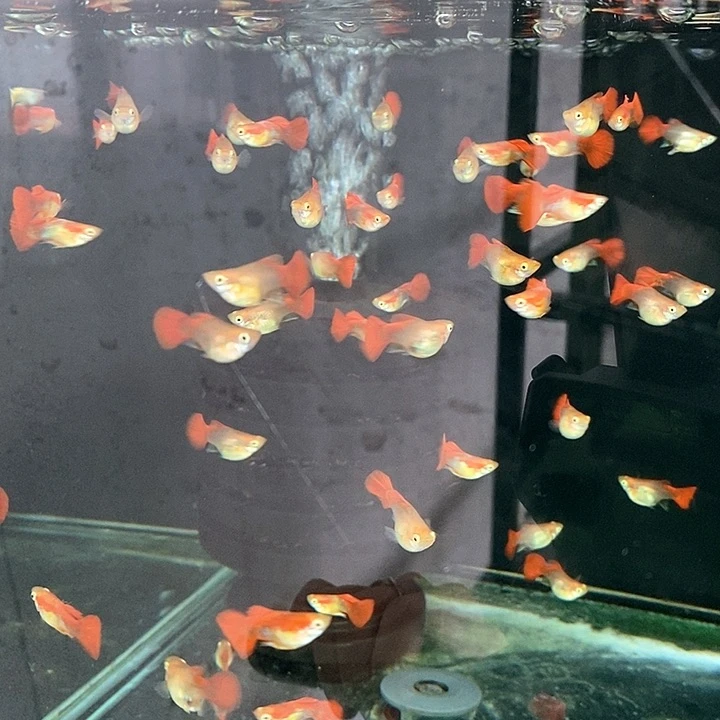 海水黄爆球5对挑1。