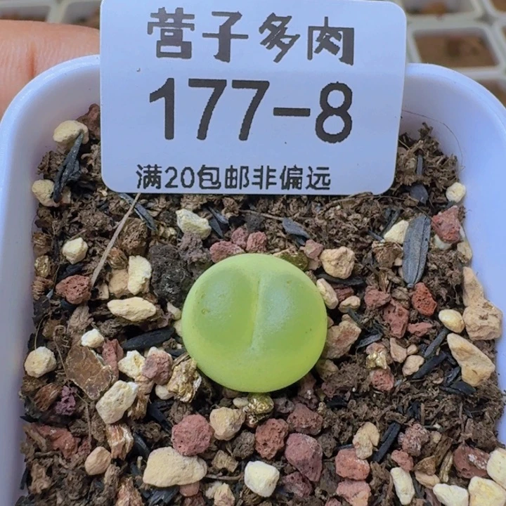 拉登。     带盆土。