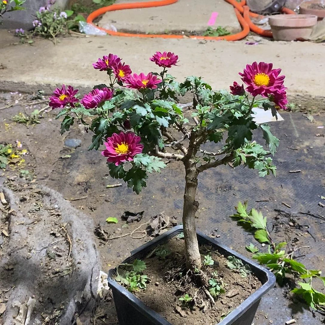 *****完全开放盆景菊花菊花