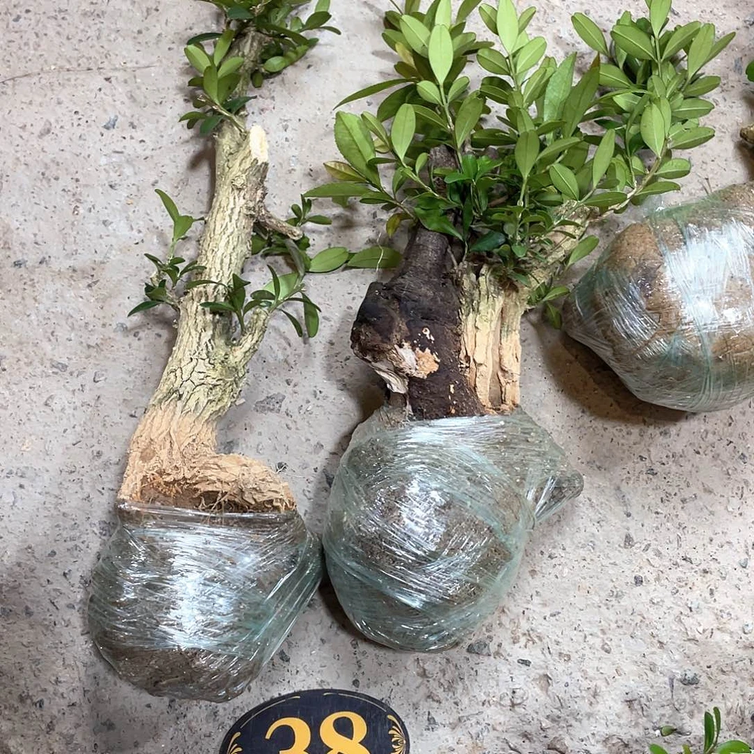 蜜**果一起为小仙女助力加油