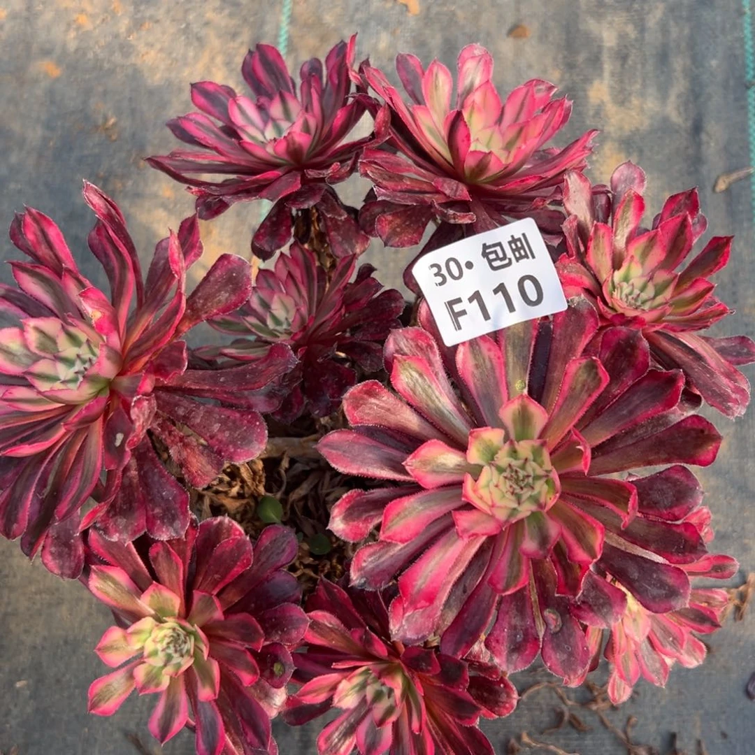 110红铜白多肉法师