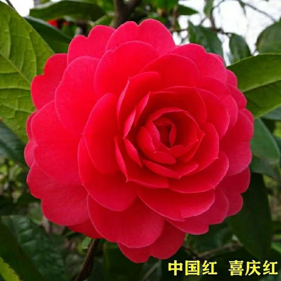 60-70高大红赤丹茶花盆栽四季常青好养易活