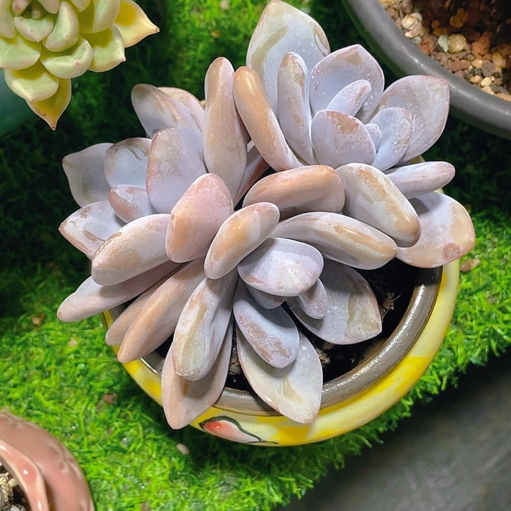 飞****谢谢你的支持000003