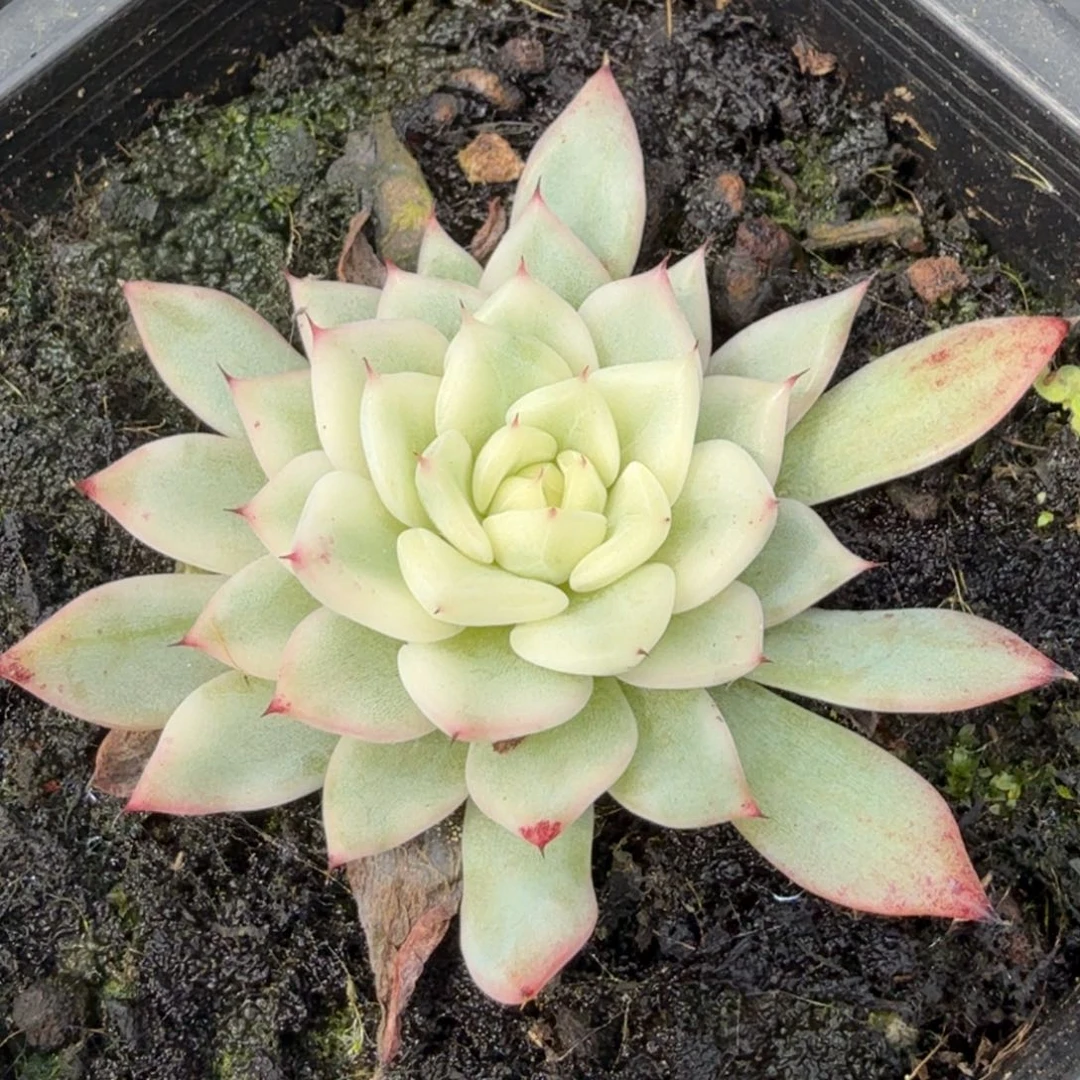 爪锦腹欧你锦大锦边