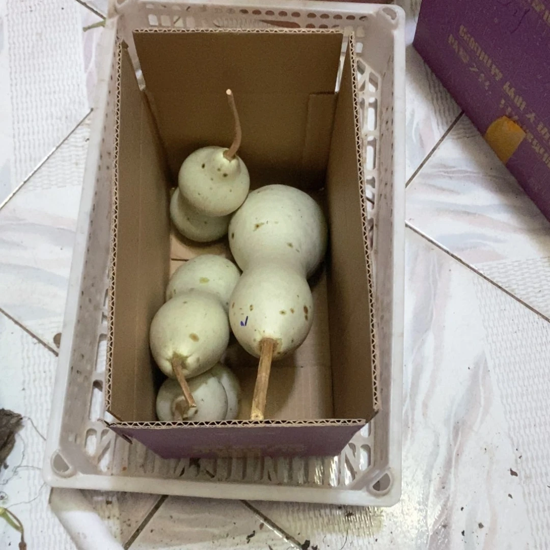 年**4文玩葫芦青皮葫芦