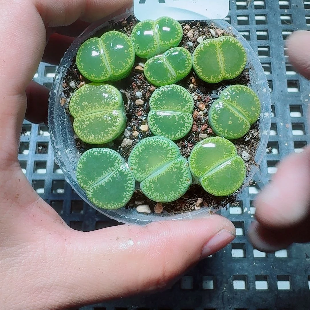 153 多肉植物多肉植物