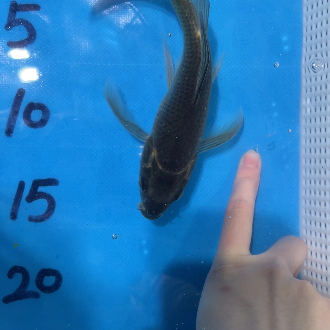 锦鲤蝴蝶锦鲤包邮包邮