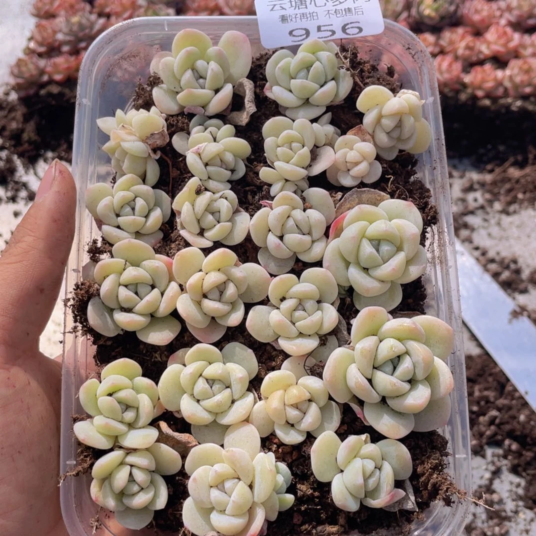 云糖心多肉植物956