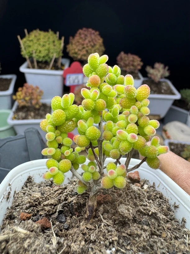 精控小金桔 一物一拍