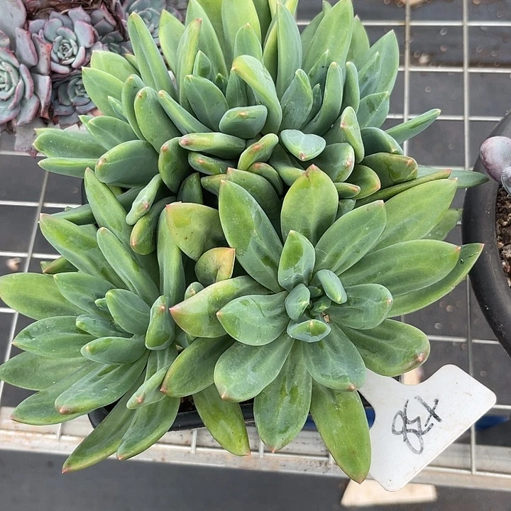 两单包邮，一物一拍歌38