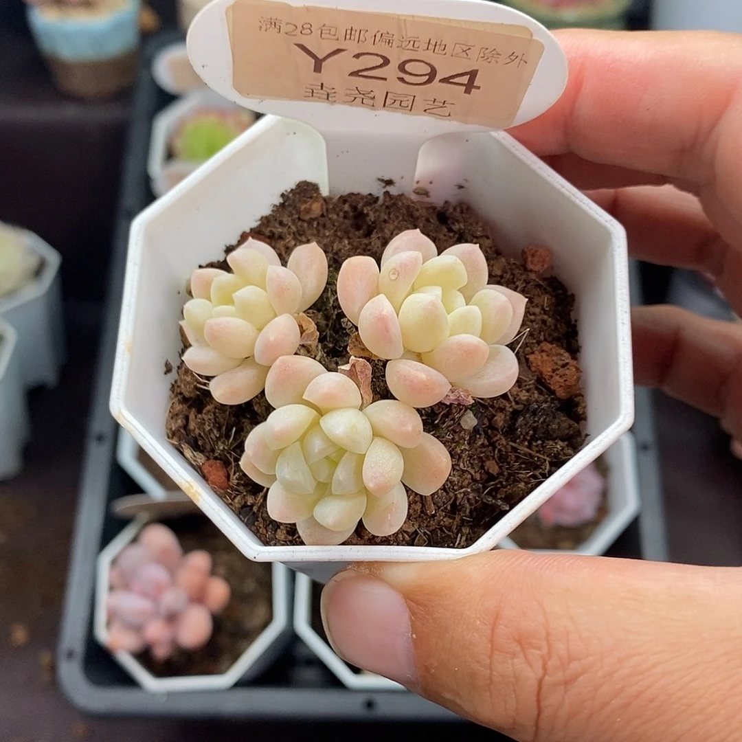 0294 白桃汽水 5cm