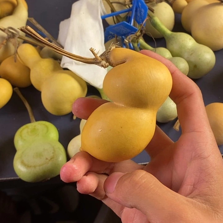 大叶紫檀（黑酸枝木类）Z*