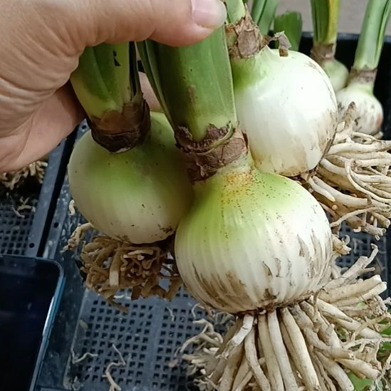 无花朵欢喜若狂6+发一个