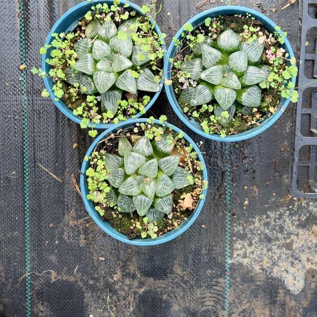 微瑕加仑盆月影寿多肉植物一颗