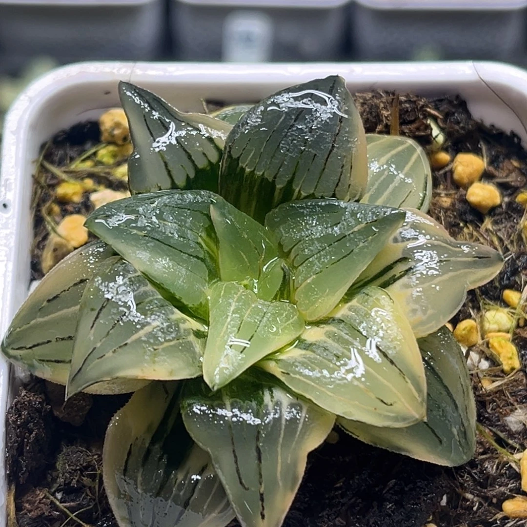 289红纹寿锦头家多肉十二卷