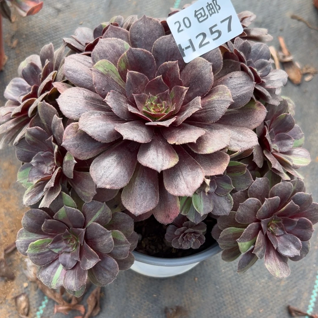 257花月夜，福利，满20包邮