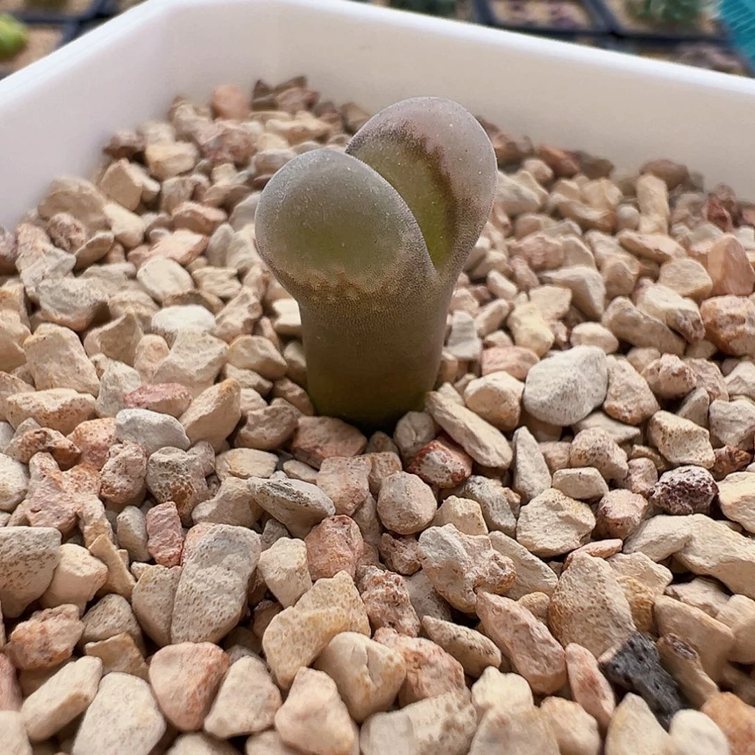 无花朵特选50km 2年