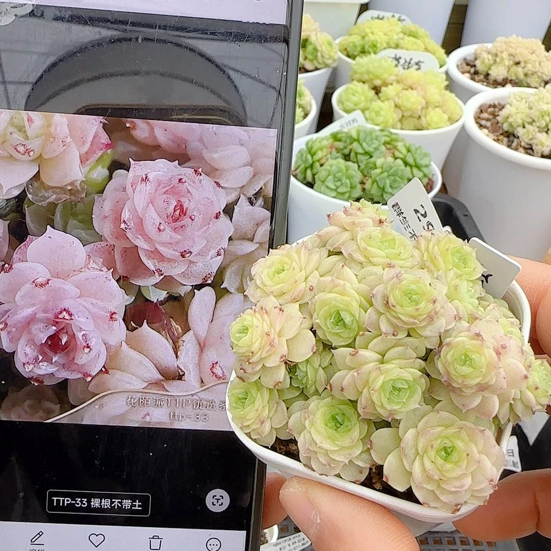 【闪购商品】0618-29（ttp-33）