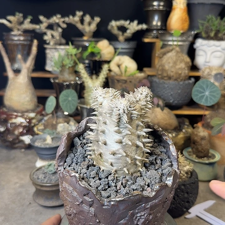 一物一拍惠比大黑268