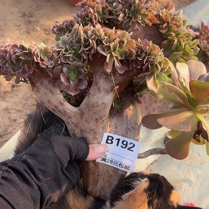 192玫瑰缀砍头多肉植物如图